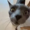 s4rrrra