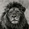 musa_m47