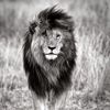ahmed_120ali