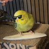 buddiesforbudgies