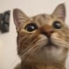 Cat_Attack_A