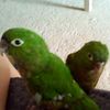 paco95329000190jesse