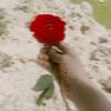 cherry__arkiiiii