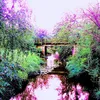 nellies.kanal