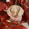 bella_da_sausage