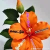 udaya.kumar09