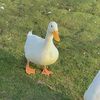 yommy_20133