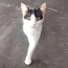 freshhfillet