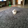 tinh.yeu.don.phuo5