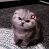sadi._ifn3