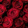 sadia.naeem591