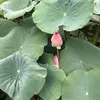 g233052