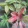gipangpalas