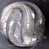 alhajaeleja