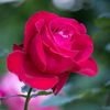 idrees2055