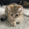 giottothecatde