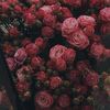 alaaatef23