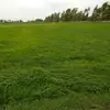 rana.ssg