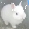 zoz._770
