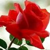 user8439126144342
