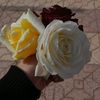 .amonahmohamad