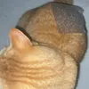 ginger_cat187