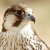 saudidesertfalcon