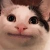 customer_service_cat