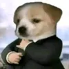 cachorrao_programador