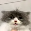 hakura_77