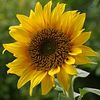 girasol4702