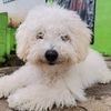 dogui597