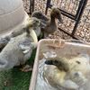stranger.ducks