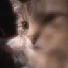 soophiiass