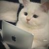 onlycats.id