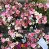 pauline.friederike