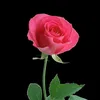 __zoz19