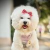 abby.bichoncita