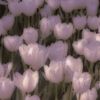 dayanara_10158