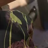 hlcu_0