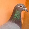matar.diop27