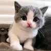 cats.mania.uk