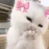 arr_1112