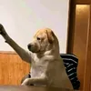 whatares0