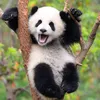 panda.urso27