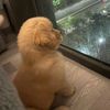 wichayaphon_144