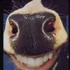 bomaytoichoi