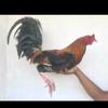 peminat_ayam