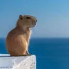 greencapybara3