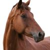 postalhorse
